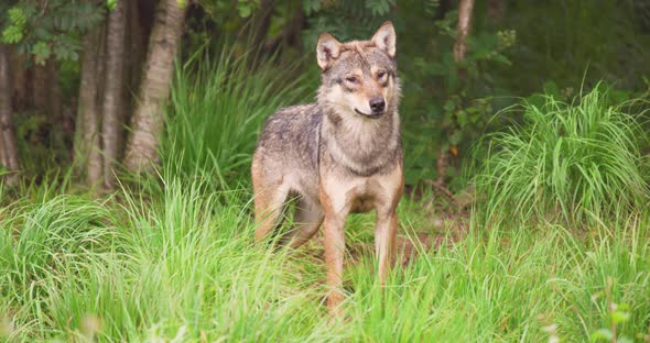 Alert Wolf on Field in Forest