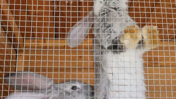 Two Gray Rabbits with Big Ears Sit in a Cage a Female and a Male