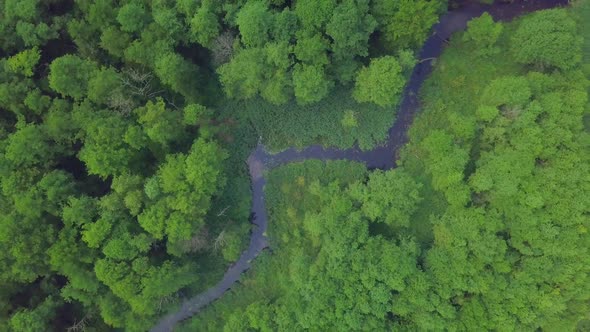 Top Down View on Small Winding River in Summer Forest alt
