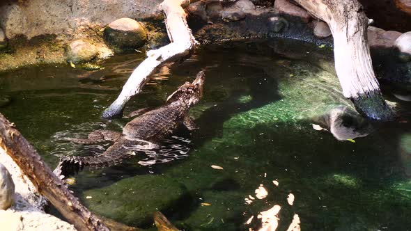 Wild Caiman Alligatoridae resting in clear water of zoo outdoors in sunlight alt