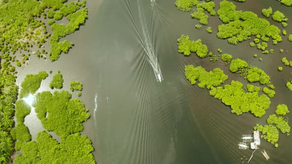 Aerial View of Mangrove Forest and River. alt