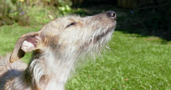SLO MO CU Dog sniffing air /Stoke, UK