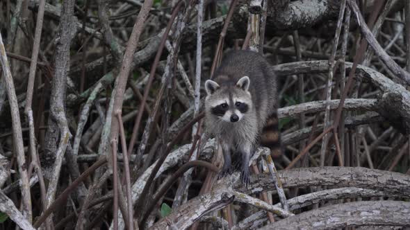 Curious raccoon observing tourists at Everglades National Park alt