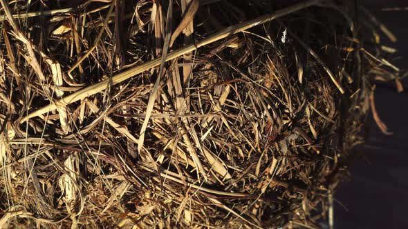 Dry Branche Hay Spinning Against Background of the Street. Haystack Closeup . alt