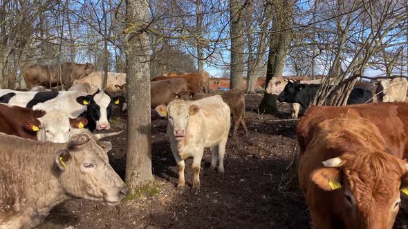 White funny cow chews. The animal is looking at the camera, closeup