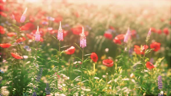View of Beautiful Cosmos Flower Field in Sunset Time alt