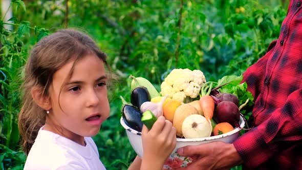 A Man is a Farmer and a Child Harvest of Vegetables in Hands alt