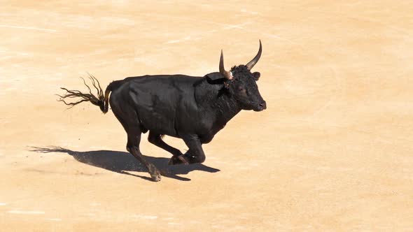 Bull during a Camarguaise race alt