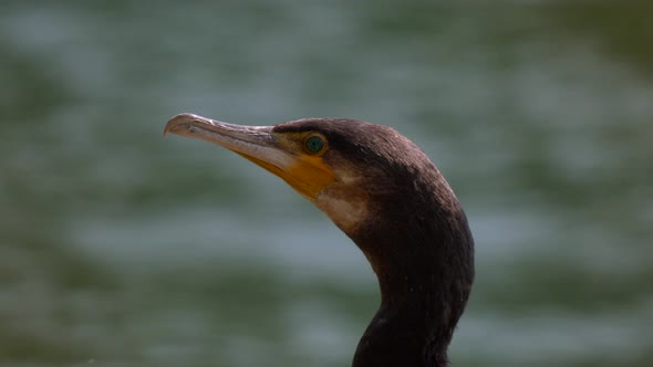 Head of wild cormorant bird with yellow beak and green eyes resting at water in summer.Close up. alt