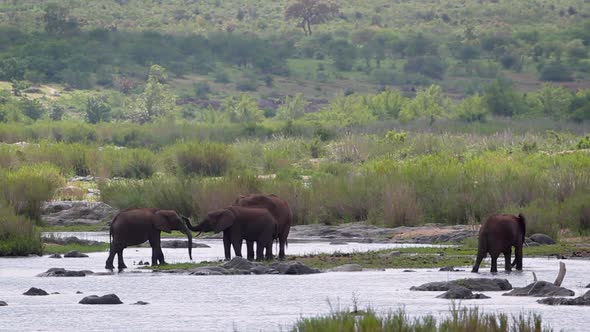 African bush elephant in Kruger National park, South Africa alt