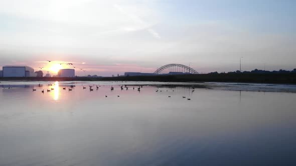 Birds resting and flying over a lake with city skyline in the background alt