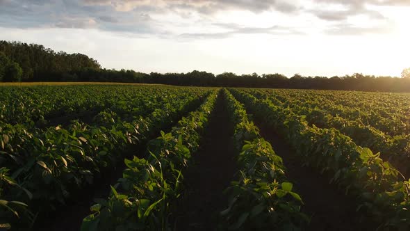 Very Large Potato Plantation Shot at Sunset