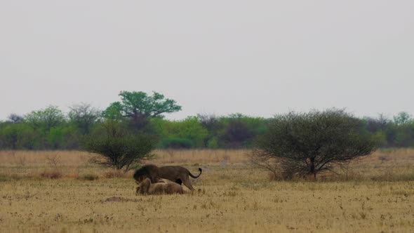 Black-maned Lions Fighting On Grassland In Kgalagadi, Botswana, South Africa.  -wide shot alt