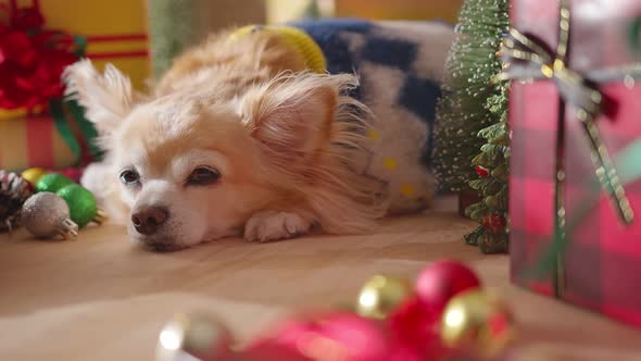 sleepy happiness Dog breed white brown chihuahua with gifts present boxes alt