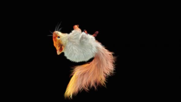 Squirrel Dancing HD alt