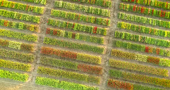 Aerial view of The Garden of Europe at Keukenhof botanical garden, Netherlands. alt