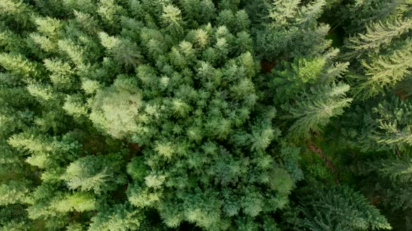 Beautiful Mountainous Area. Forest in the Mountains. View From Above. Trees Grow on Hills. Ukrainian