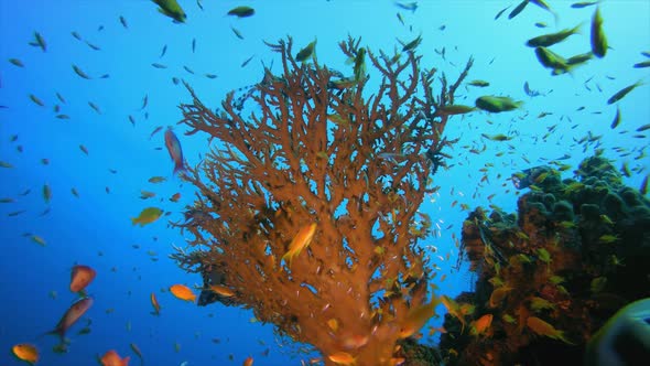 Blue Water background and Coral alt