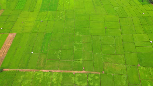 4K, A green rice field waving in the wind, Green rice plants growing. Nature Aerial footage alt
