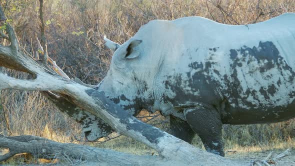 White Rhinoceros Covered In Mud After The Mudbath Scratching And Sharpening Its Horn On A Fallen Dea alt