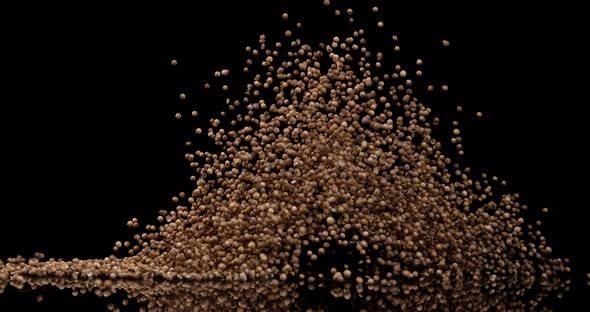 Coriander, coriandrum sativum, seeds falling against Black Background, Slow Motion 4K alt