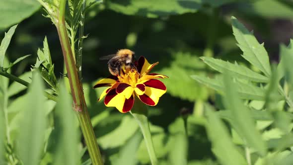 Bumblebee on a Flower. Slow Motion 4x.
