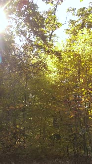 Vertical Video Autumn Forest with Trees By Day Slow Motion alt