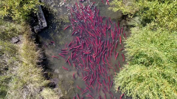 Aerial view of salmon spawning up small river alt