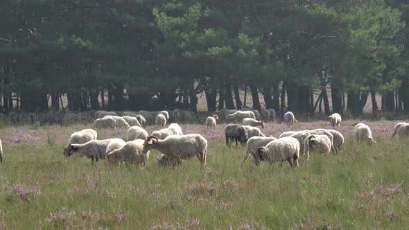 Herd of sheep grazing at the purple blooming heather in the Netherlands alt