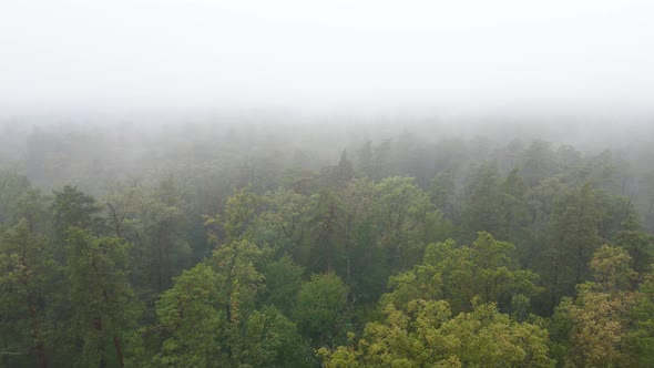 Forest in Fog in Rainy Autumn Weather. Ukraine. Aerial View, Slow Motion alt