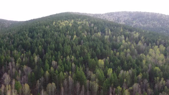 Spring forest aerial view_02