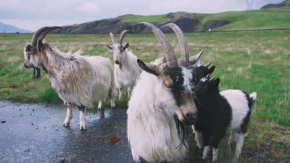 Close Up Shot of Goats Looking at the Camera in Iceland alt
