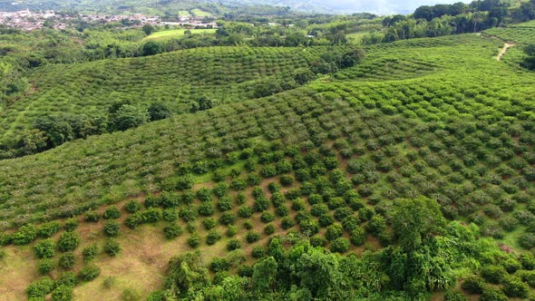 Soursop Cultive in the Mountain alt