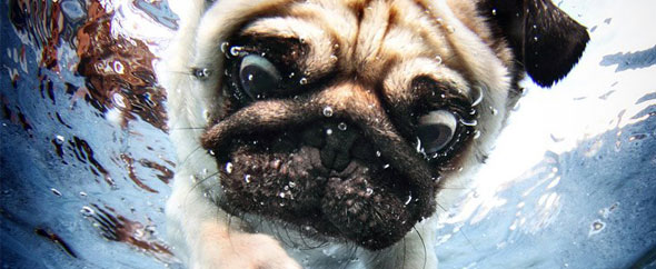 Pug cover