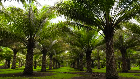 Tropical Landscape with Palm Grove alt