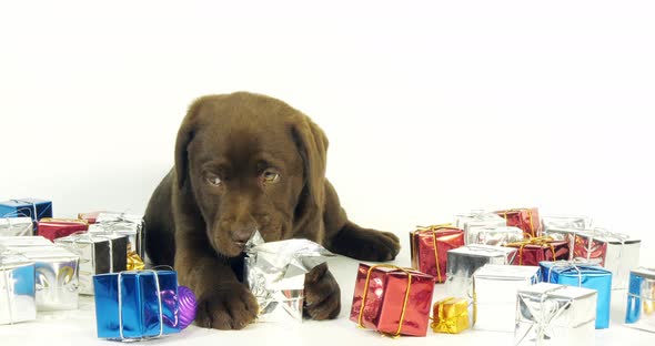 Brown Labrador Retriever, Puppy and Gifts on White Background, Normandy, Slow Motion 4K alt