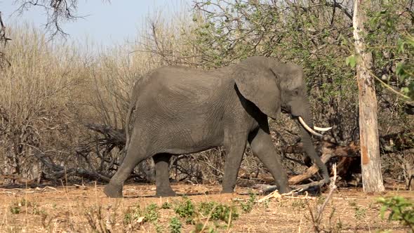 Big African Bush Elephant Walking In Chobe National Park, Botswana