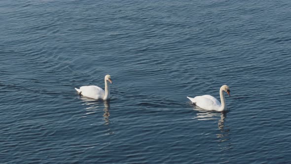 Two swans swims after eachother in calm water.. Slight angle from above in 4K. alt