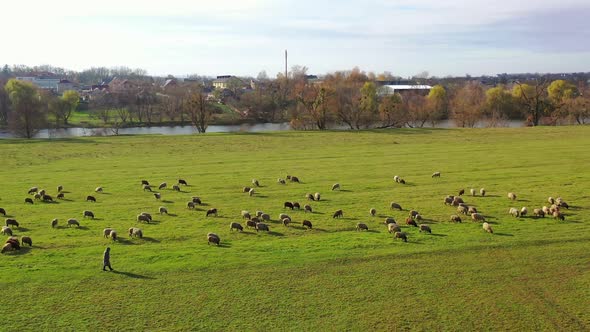 Pasture of domestic animals. Herd of sheep on field on beautiful nature background. alt