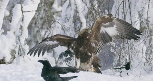 Closeup of Golden Eagle Scaring Away Crows and Magpies From Dead Animal at Mountain in the Winter