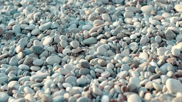 Newborn Turtle Crawling on Stones To Sea. Newly Hatched Baby Turtle alt