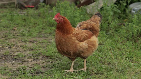 Domestic Brown Chicken Walk on the Ground. Background of Green Grass in Farm. Search of Food alt