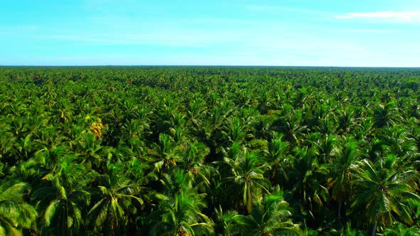4K Aerial Wide view of Beautiful green coconut tree fields alt