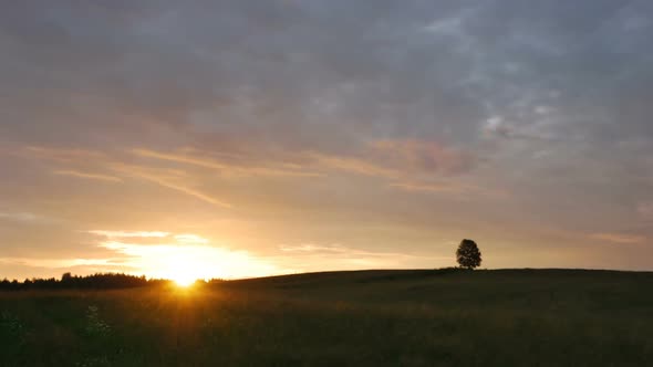 Lonely tree on green field against sunset background