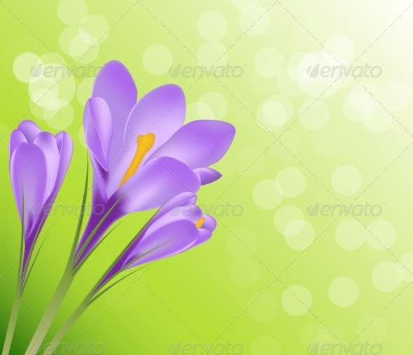 Vector Illustration Crocus Flower Background - Flowers & Plants Nature