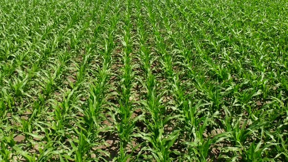 Farm Field with Corn. Green Field Top View.