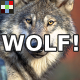 Angry Wolf Growl