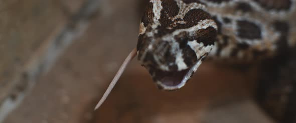 Viper snake swallowing a rodent, only tail stays visible from a mouth alt