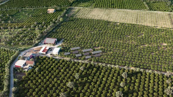 Field of Orchards with Ecosustainable Energy Solar Panels in the Countryside alt