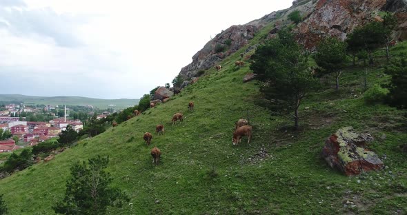 Cows Feeding And Hill Aerial View
